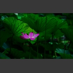 碧叶丛中一枝花