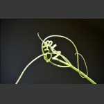 萌