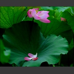 一花一叶总关情