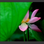 一花一叶总关情5