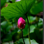 一花一叶总关情3