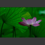 一花一叶总关情2