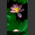 一花一叶总关情4