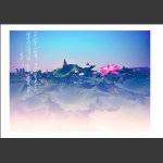 夏荷
