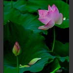 一花一叶总关情7