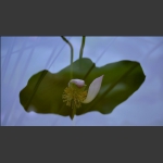 映荷