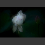 静