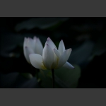黎明