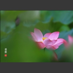 荷韵