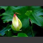蜻蜒