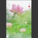 荷韵
