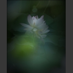 清风荷韵13