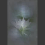 清风荷韵20