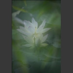清风荷韵16