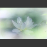 清风荷韵15
