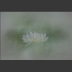 清风荷韵17