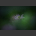 惠风和畅2