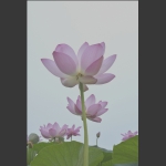 婷婷玉立2