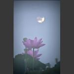 惠风和畅10