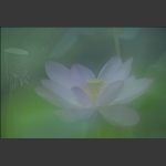 惠风和畅8