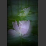 荷风雅韵16
