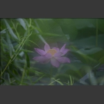 荷风雅韵13