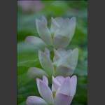 荷风雅韵15