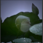 雨荷