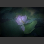 醉梦荷塘5