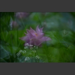 雨中荷-16
