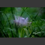 雨中荷-12