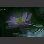 雨中荷-18