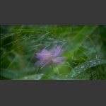 雨中荷-11