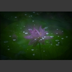 雨中荷-17