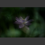 雨中荷-4