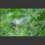 雨中荷-10