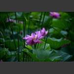 雨中荷-20