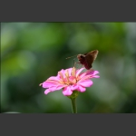 蝶恋花