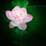 夏荷