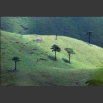 高山草甸