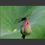 蜻蜒