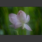 立秋4