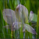 立秋3