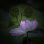 娇媚