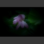 静谧