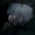 露