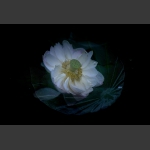 出水芙蓉