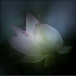 晨