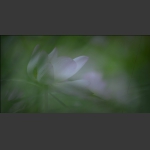 秋韵2