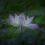 荷风雅韵